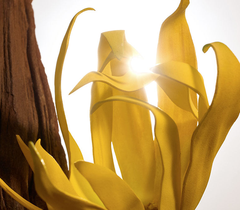 Ícono Intense Eau de Parfum