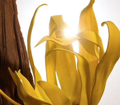 Ícono Intense Eau de Parfum